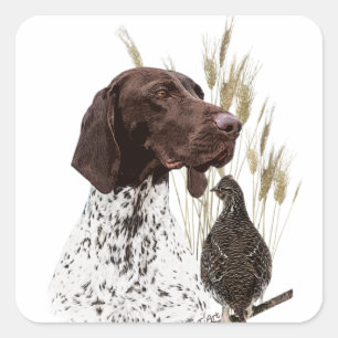 German Shorthaired Pointers (GSP) Postcard Coffee  Square Sticker