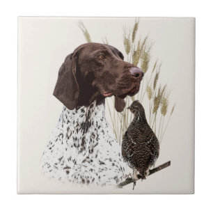 German Shorthaired Pointers (GSP) Postcard Coffee  Tile