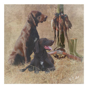 German Shorthaired Pointers (GSP) Poster Acrylic P