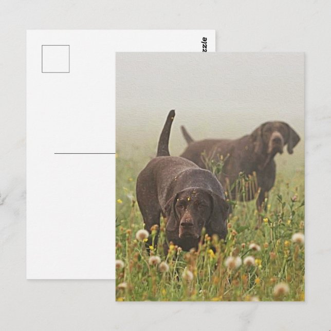 German Shorthaired Pointers  Postcard (Front/Back)