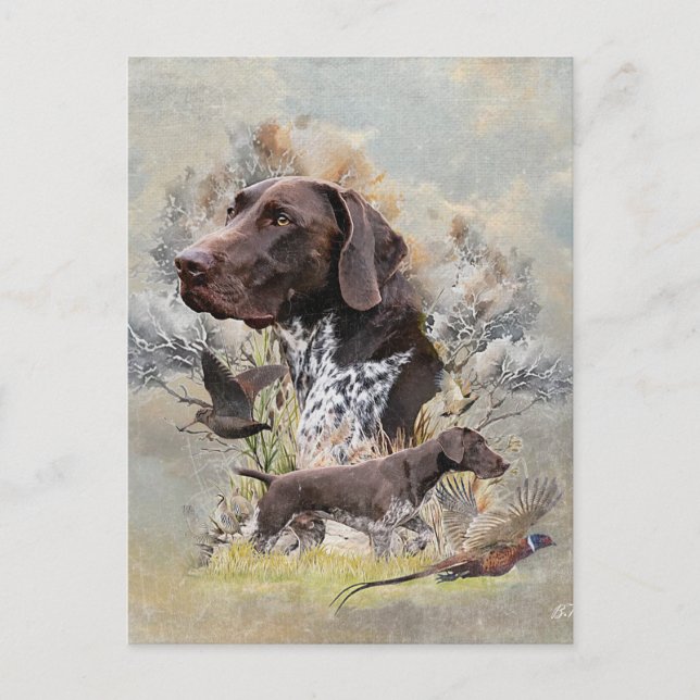 German Shorthaired Pointers  Postcard (Front)