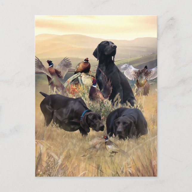 German Shorthaired Pointers  Postcard (Front)