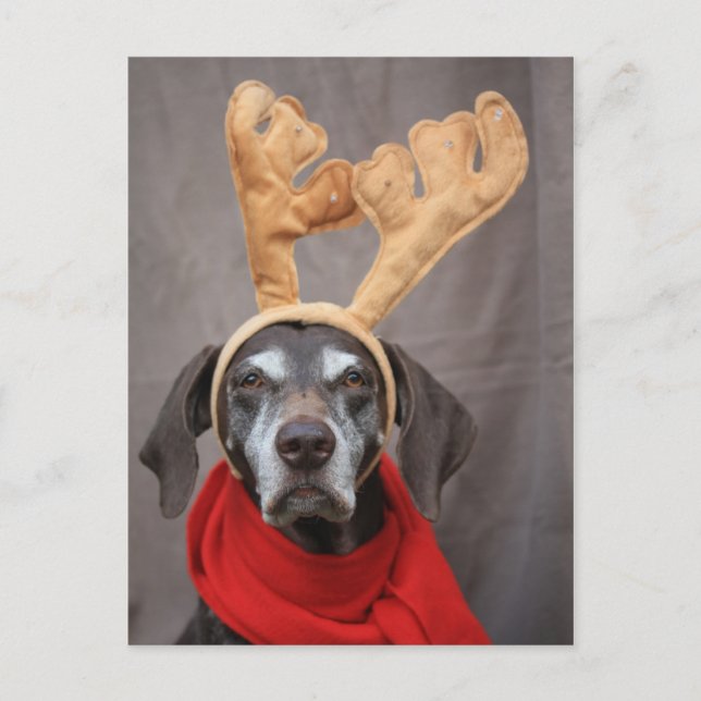 german shorthaired reindeer postcard (Front)