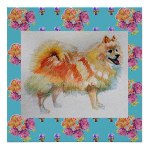 German Spitz Pomeranian Dog Roses Print Poster