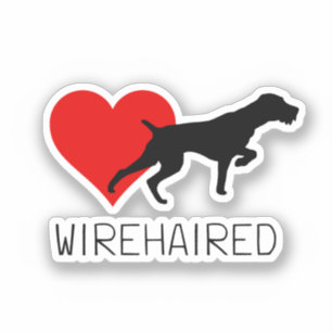 German Wirehaired Pointer