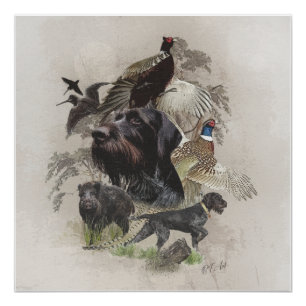German Wirehaired Pointer  , Continental pointing  Poster