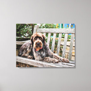German Wirehaired Pointer - Lexy Canvas Print