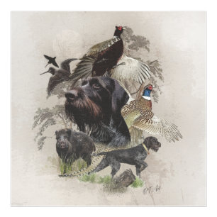 German Wirehaired Pointer    Photo Print
