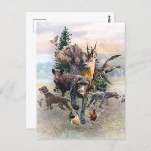 German Wirehaired Pointer   Postcard