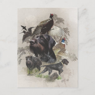 German Wirehaired Pointer Postcard