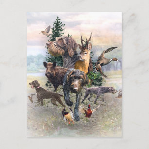 German Wirehaired Pointer   Postcard