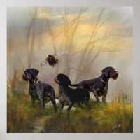  German Wirehaired Pointer  