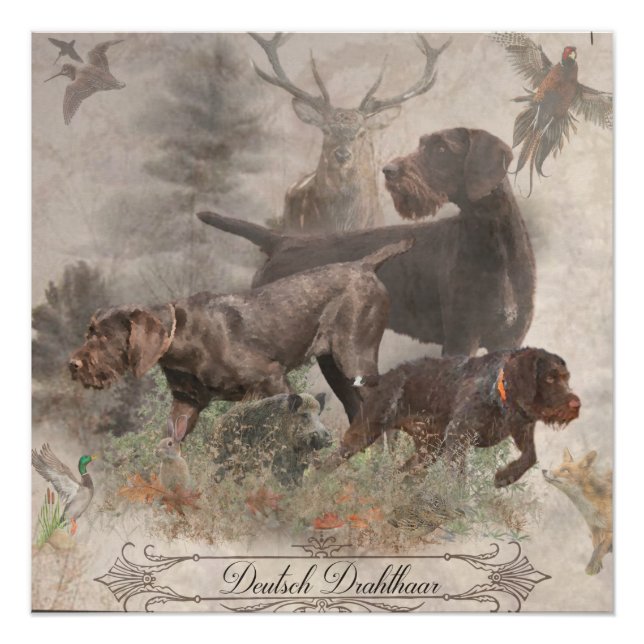 German Wirehaired Pointer   Poster (Front)