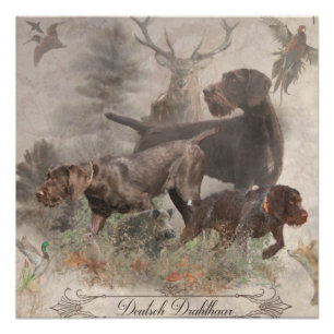 German Wirehaired Pointer  Tapestry Poster