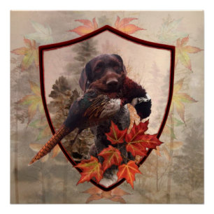 German Wirehaired Pointer with pheasant in hunting Poster