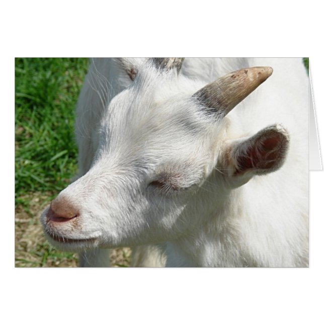 Get Me Some Shades (Front Horizontal)