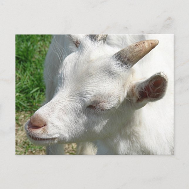 Get Me Some Shades Postcard (Front)