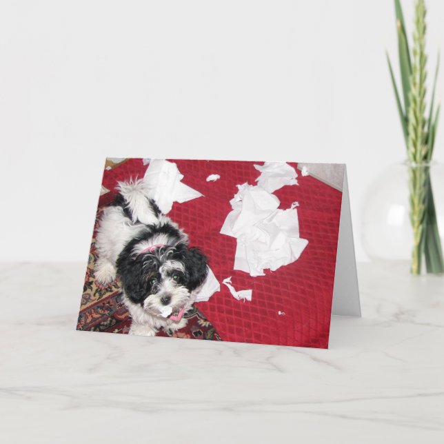 Get Well - Havanese Puppy Card (Front)