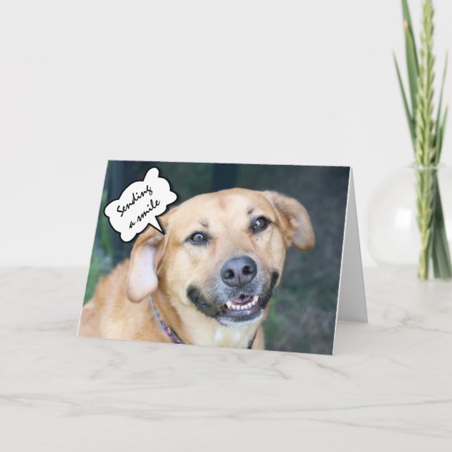 Get Well Hugs, Kisses & Smiles Cute Smiling Dog Card (Front)
