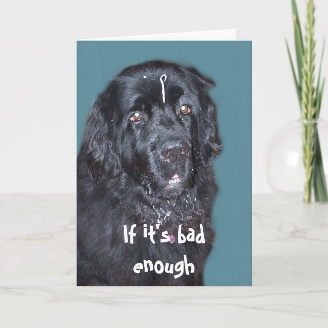 Get Well~ Newfoundland Dog Card (Front)