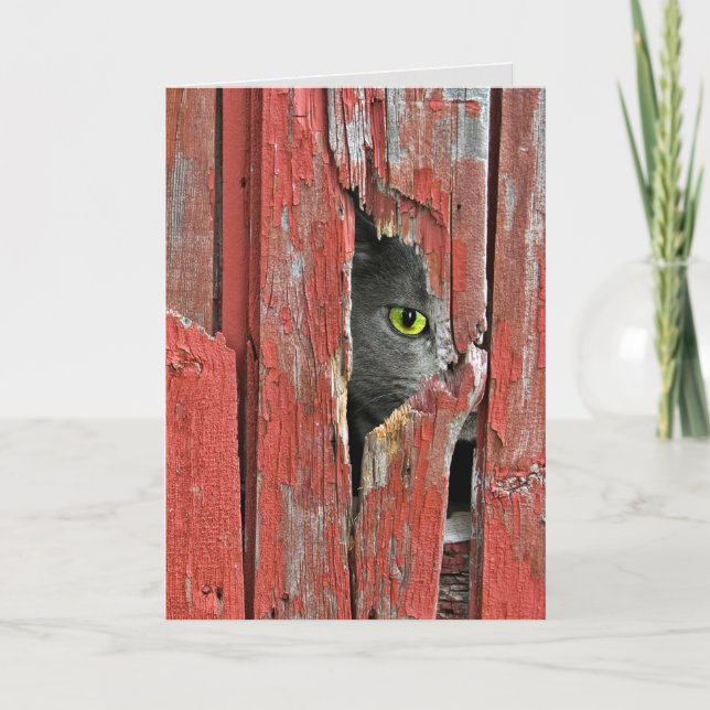 Get Well Soon Cat Card (Front)