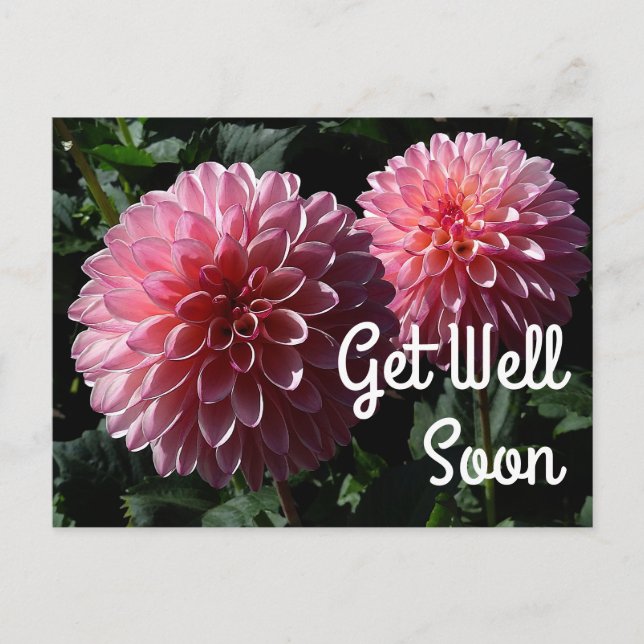 Get Well Soon Dahlia Valley Porcupine #1 Postcard (Front)