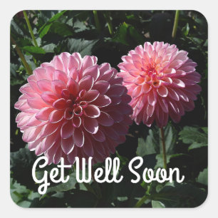 Get Well Soon Dahlia Valley Porcupine #1 Stickers