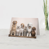 Get Well Soon Dogs and Cats