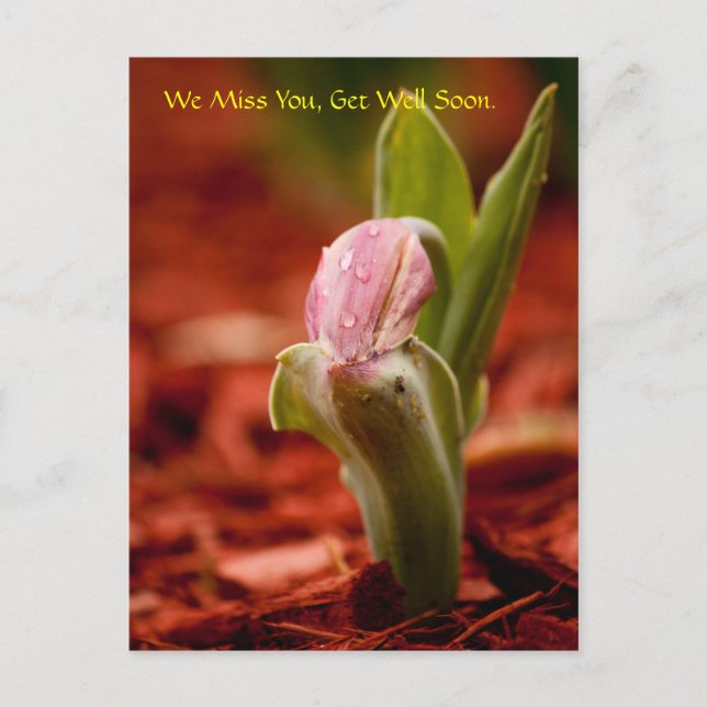 Get Well Soon Postcard (Front)