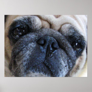 Get Well Soon Sick Pug Dog Poster