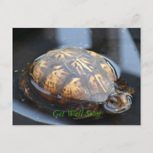 Get well soon turtle Postcard