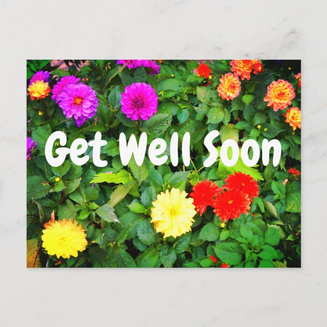 Get Well Soon Various Dahlias #1 Postcard (Front)