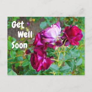Get Well Soon Wild Blue Yonder Rose #1 Postcard