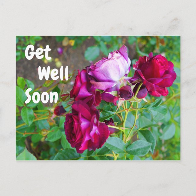 Get Well Soon Wild Blue Yonder Rose #1 Postcard (Front)