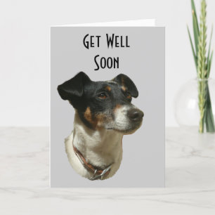 Get Well soon with Jack Russell dog Greeting Card
