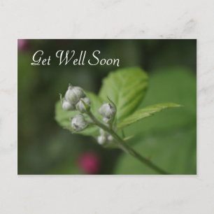 get well, summer wild raspberry flower postcard