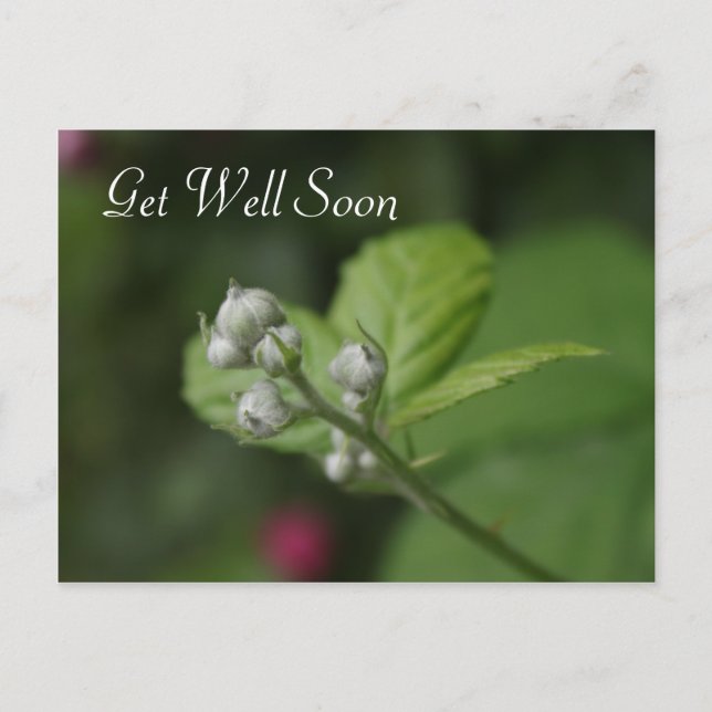 get well,  summer wild raspberry flower postcard (Front)
