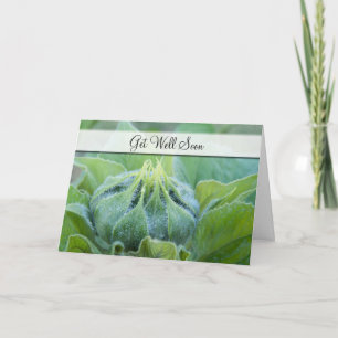 Get Well Wet Sunflower Bud Close-Up Photograph Card