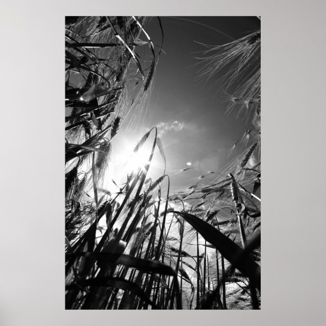 Getreide Schwarz Weiß Poster (Front)