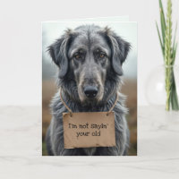 Getting Old Grey Dog with Cardboard Sign