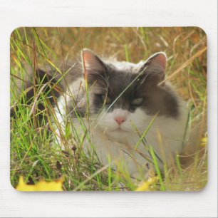 Getting some sun. mouse mat