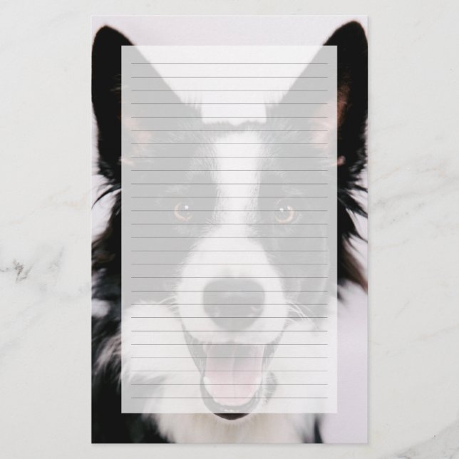 Getty Images | A Smiling Border Collie (Front)