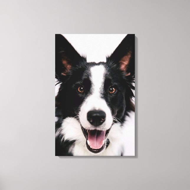 Getty Images | A Smiling Border Collie Canvas Print (Front)