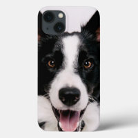 Getty Images | A Smiling Border Collie