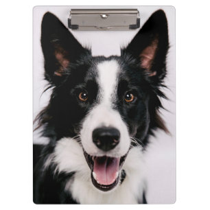 Getty Images A Smiling Border Collie Clipboard