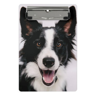 Getty Images   A Smiling Border Collie Mini Clipboard