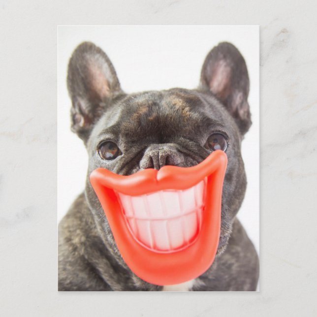 Getty Images | A Smiling Dog Postcard (Front)