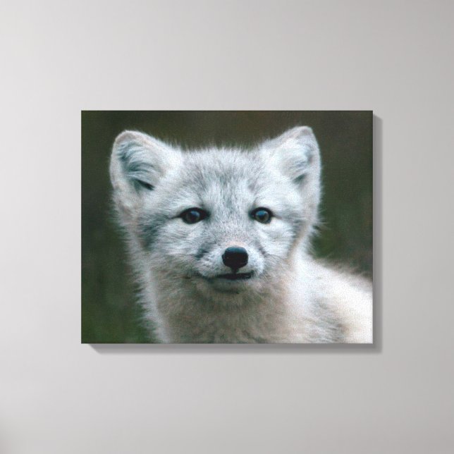 Getty Images | Arctic Fox Kit Canvas Print (Front)
