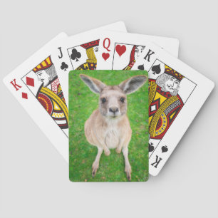 Getty Images   Baby Kangaroo Playing Cards