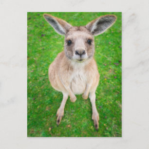 Getty Images Baby Kangaroo Postcard
